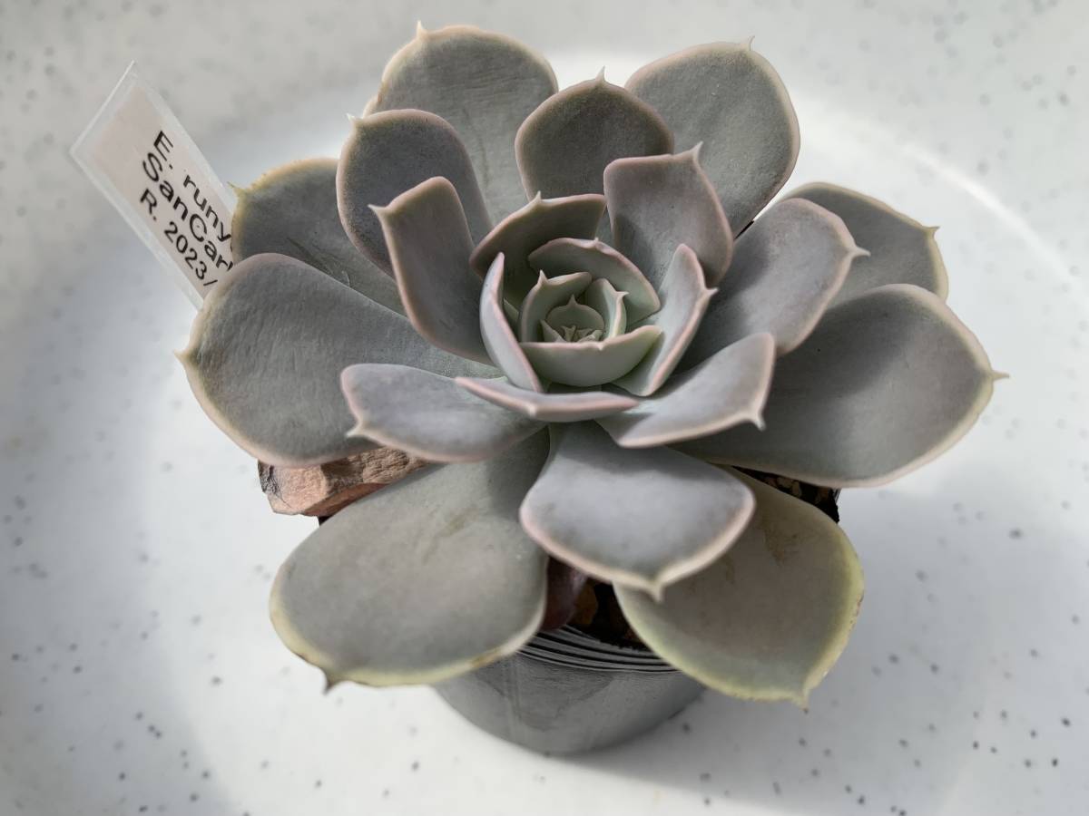 多肉植物 エケベリア原種 ルンヨニー① 実生苗【安心の根付抜き苗】ECHEVERIA runyonii, SanCarlos, Tam_画像1