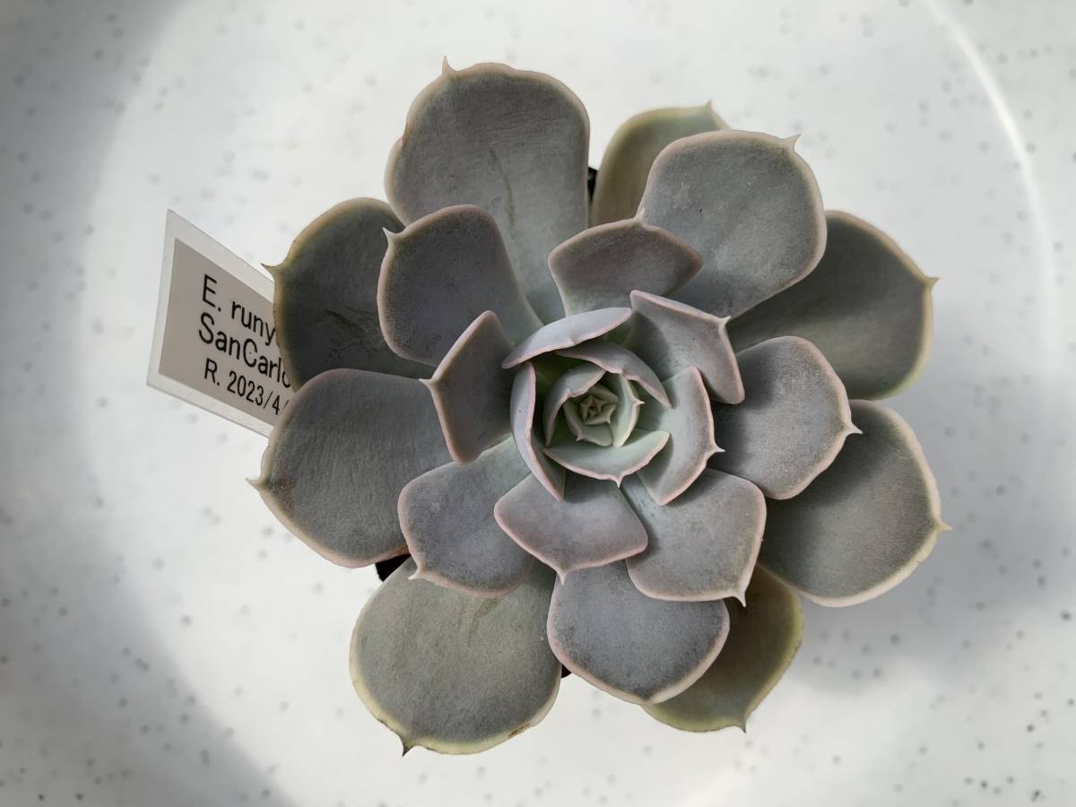 多肉植物 エケベリア原種 ルンヨニー① 実生苗【安心の根付抜き苗】ECHEVERIA runyonii, SanCarlos, Tam_画像3