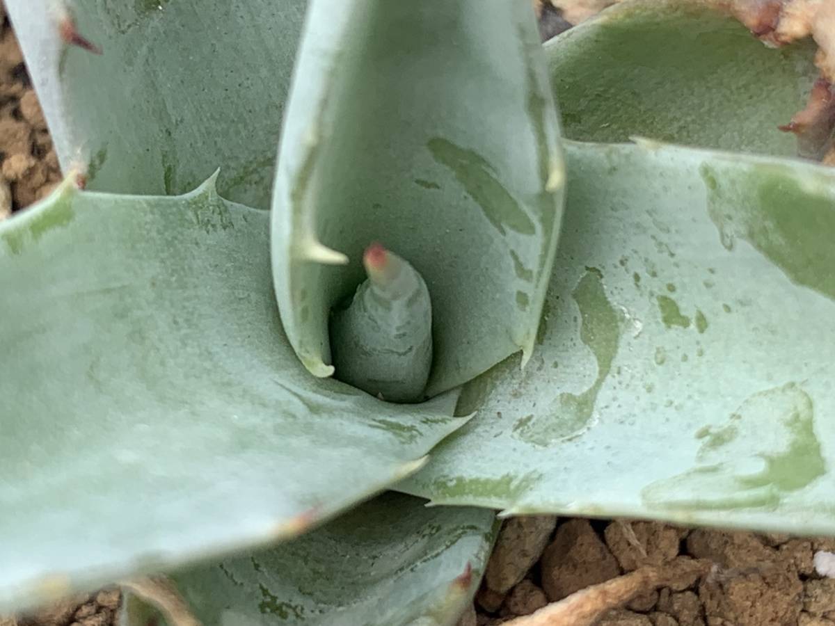 多肉植物 アガベ ソブリア Agave sobria ssp. frailensis 実生苗【安心の根付抜き苗】_画像4