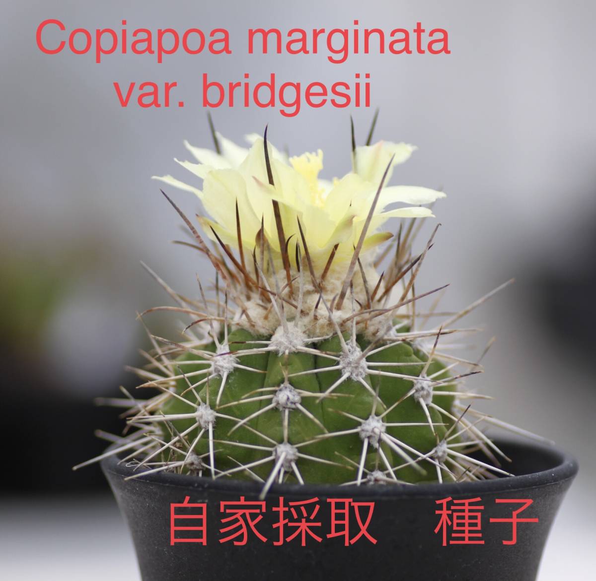 25 自家採取種子 Copiapoa marginata var. bridgesii 10粒 コピアポア ブリドゲシー 検索 @Leafy works 黒王丸_画像1