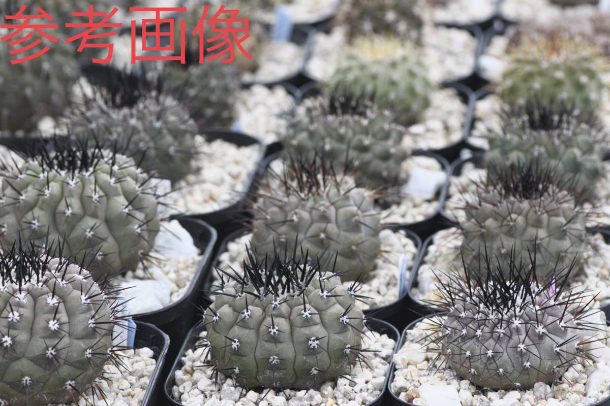 28 自家採取種子 10粒 黒士冠 コピアポア デアルバータ Copiapoa dealbata 検索 @Leafy works 黒王丸_画像5