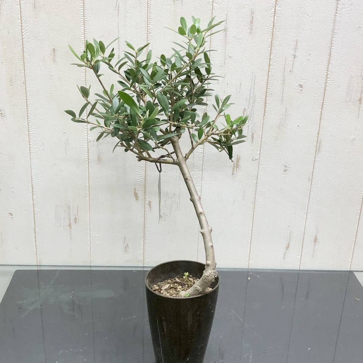 盆栽 仕立て オリーブの木 ネバディロブランコ souju 3号ロング鉢 3_画像4