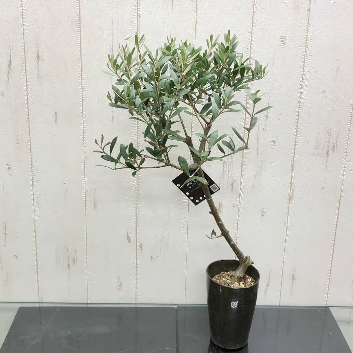 盆栽 仕立て オリーブの木 ネバディロブランコ souju 3号ロング鉢 6_画像3