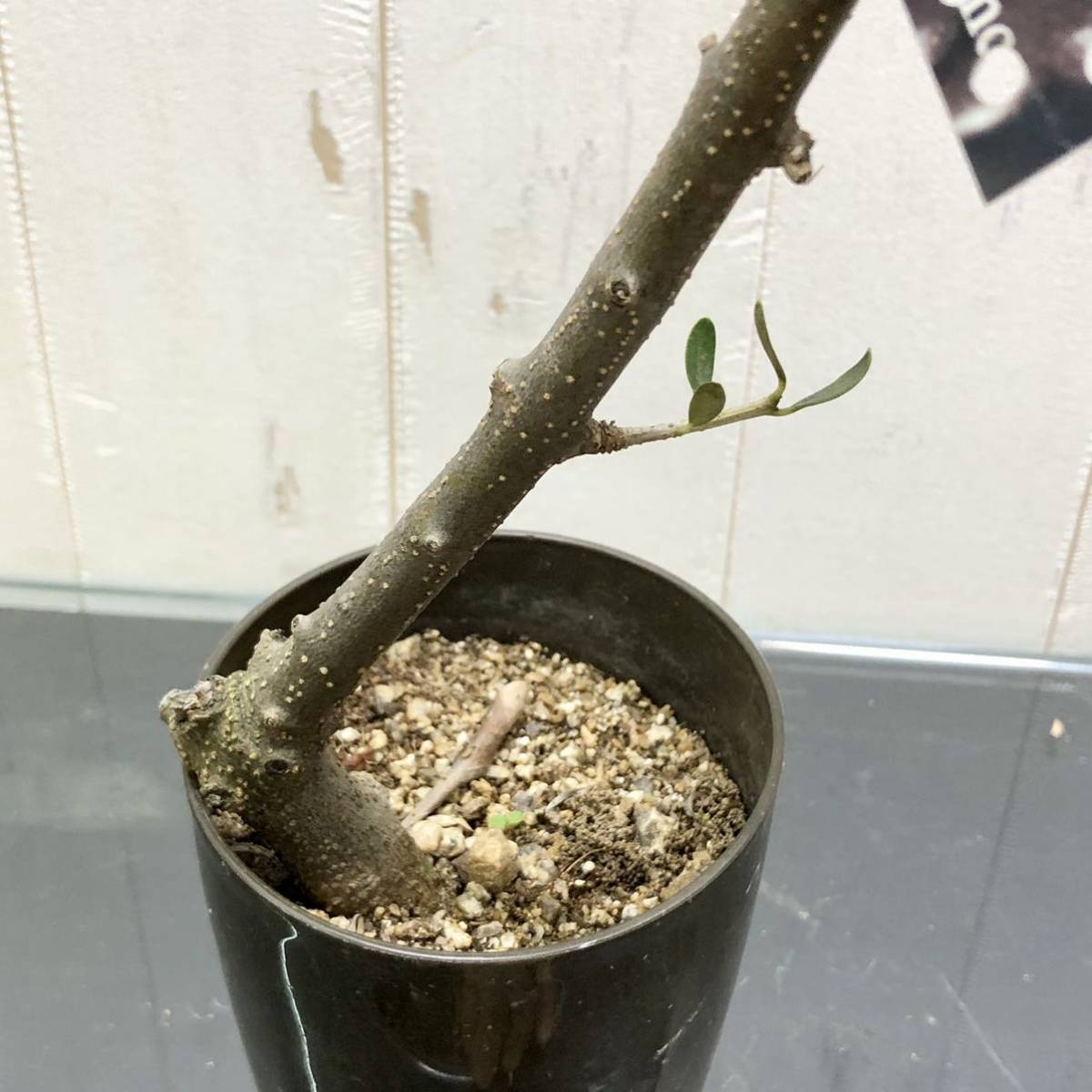 盆栽 仕立て オリーブの木 ネバディロブランコ souju 3号ロング鉢 6_画像5