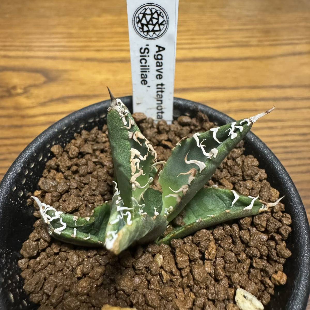 CACTUS GREEN 鶴仙園 アガベ チタノタ シチリア スーパーチタ CACTUS GREEN 鶴仙園 アガベ チタノタ シチリア スーパーチタ