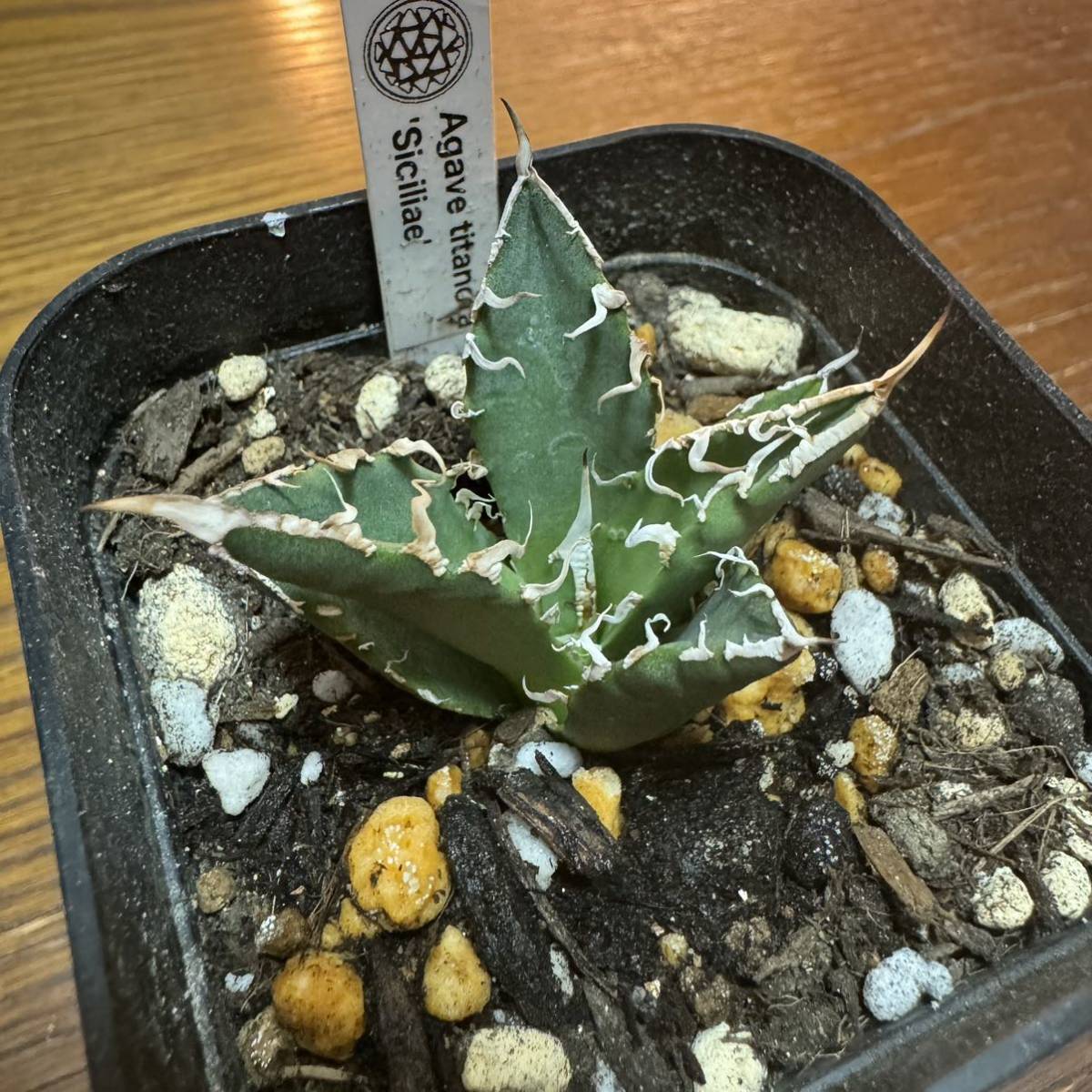 CACTUS GREEN 鶴仙園 アガベ チタノタ シチリア スーパーチタノタ 悪魔