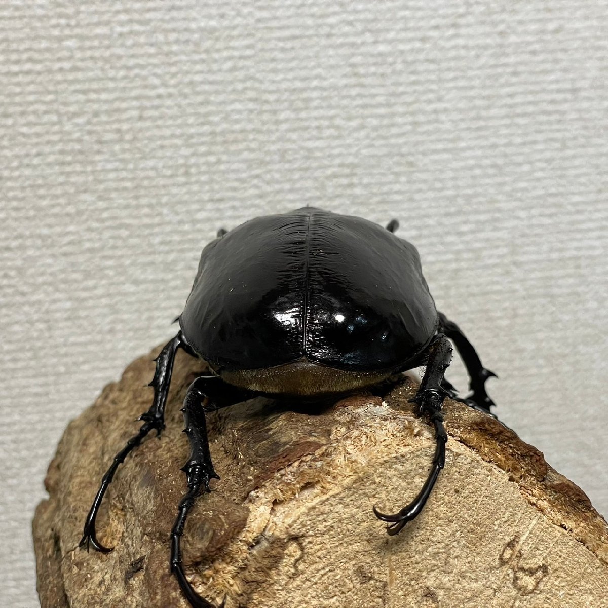 マルスゾウカブト成虫オス♂115mm（メガソママルス、Mマルス、雌）_画像5