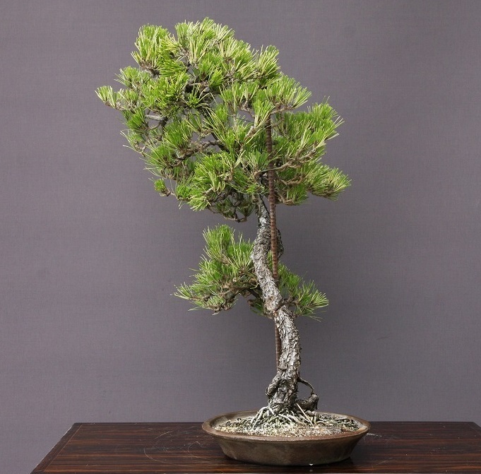 ( stock ) one ... go in Japanese black pin ( limited goods ) large goods bonsai |..40 year 