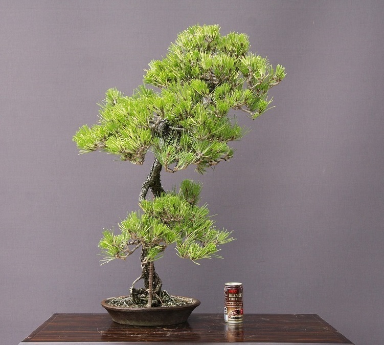 ( stock ) one ... go in Japanese black pin ( limited goods ) large goods bonsai |..40 year 