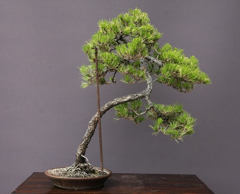 ( stock ) one ... go in Japanese black pin ( limited goods ) large goods bonsai |..40 year 