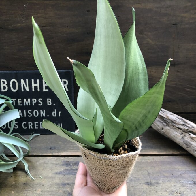 ムーンシャイン　超希少　サンスベリア　観葉植物　空気清浄_画像6