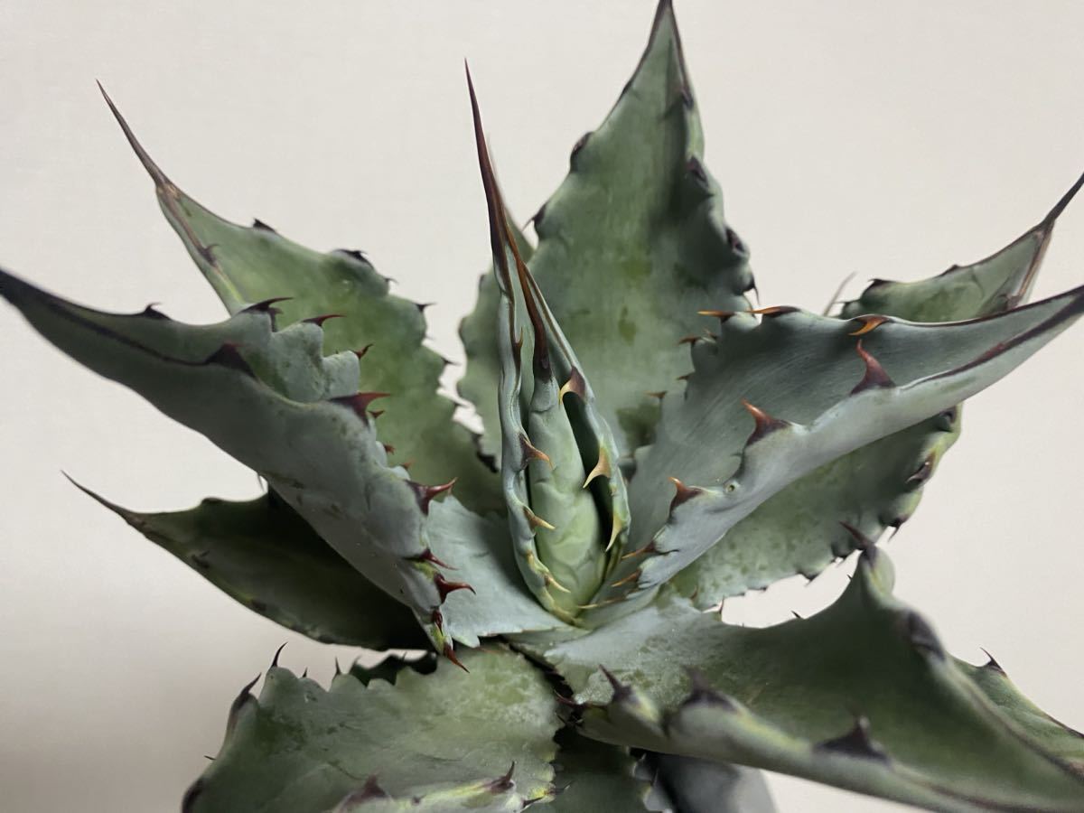 アガベ コロラータ × ジェントリー ハイブリッド /agave colorata