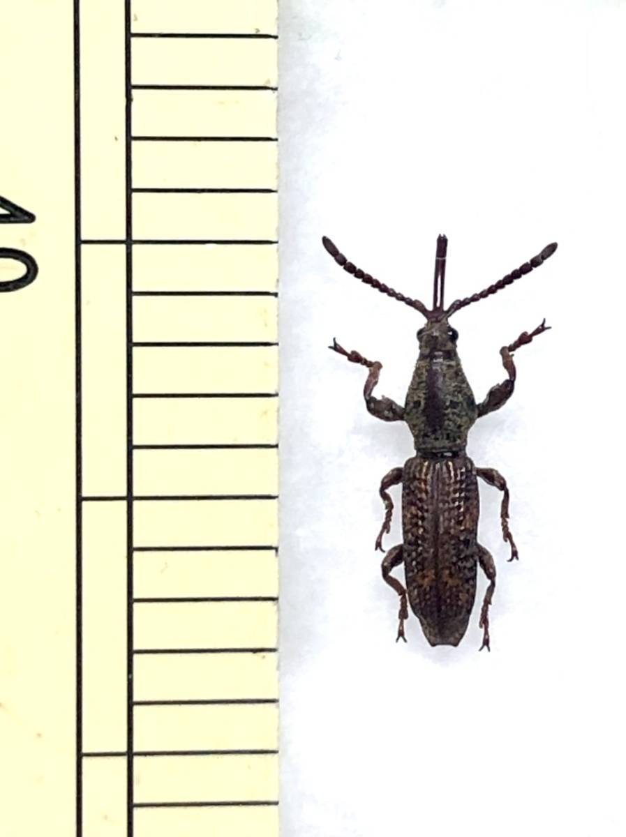 【札幌発】マレーシアのミツギリゾウムシの一種　昆虫標本　no.68_画像4