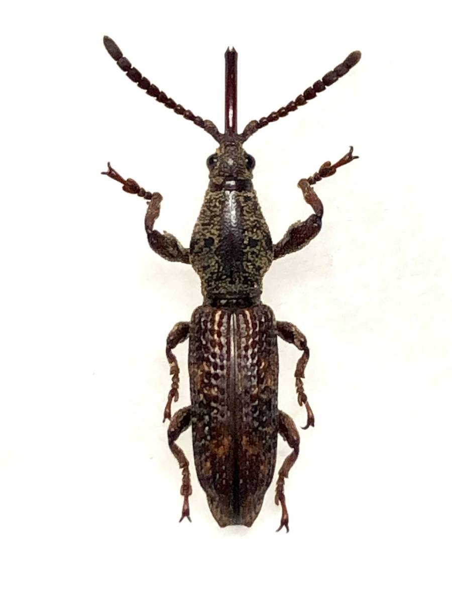 【札幌発】マレーシアのミツギリゾウムシの一種　昆虫標本　no.68_画像1