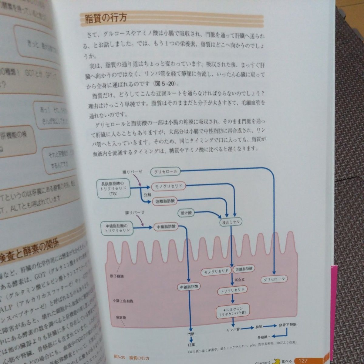 解剖生理をおもしろく学ぶ 増田敦子／監修