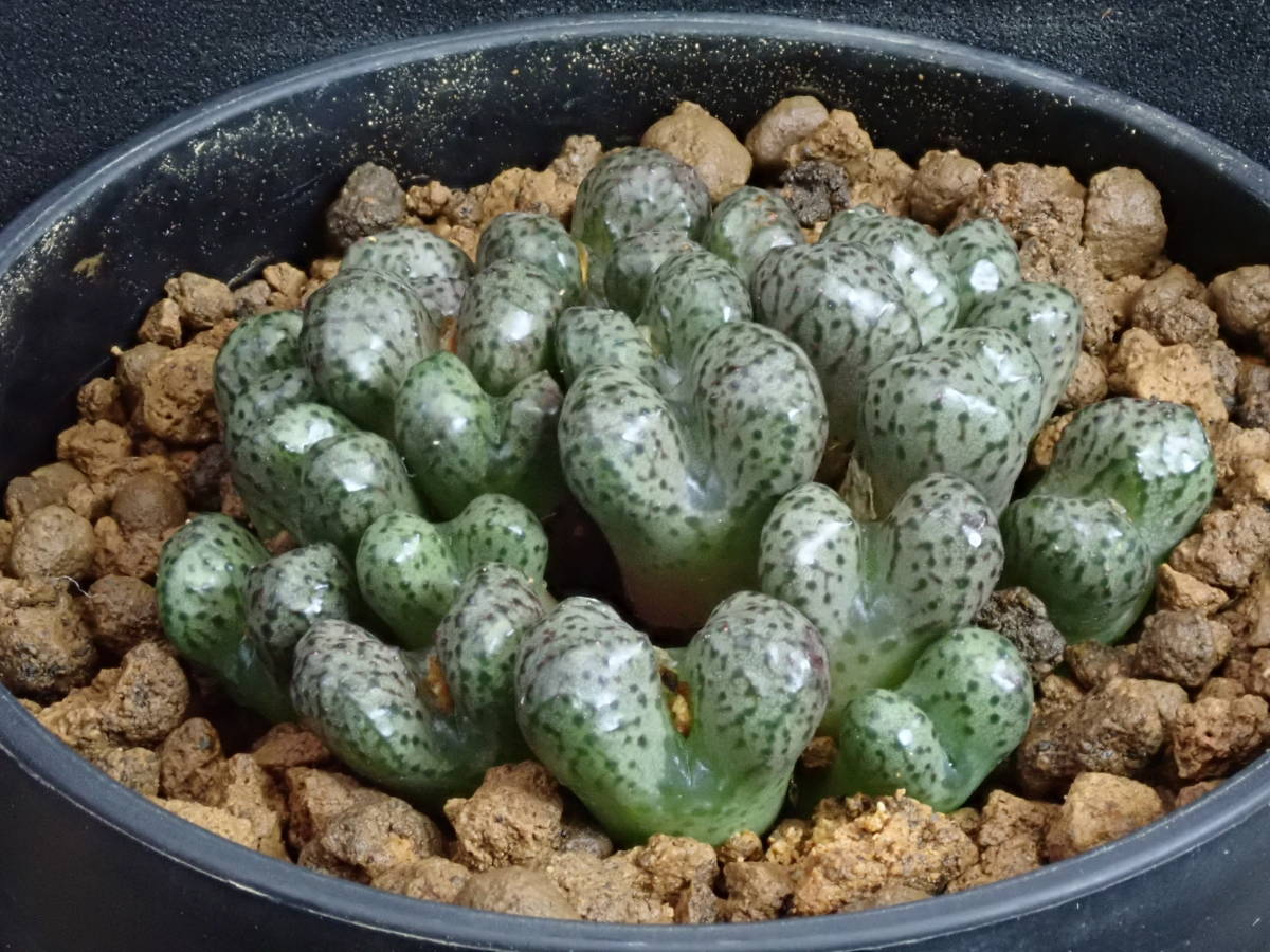 ルックホフィー　Conophytum　luckhoffii　コノフィツム 　多肉植物_画像3