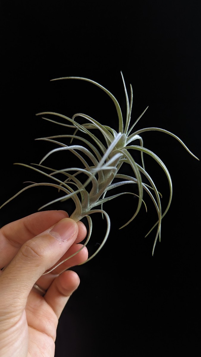 Tillandsia 'Sweet Izabel' (T. paleacea × tectorum) from Thailand イオナンタ エアープランツ ティランジア_画像1