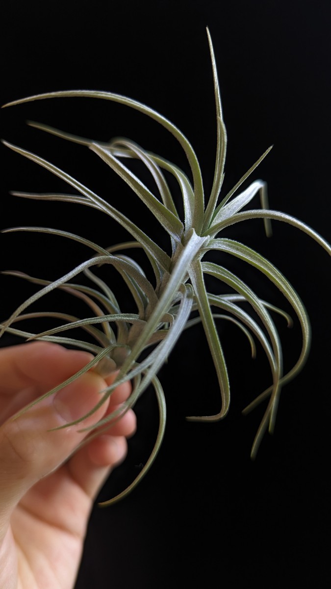 Tillandsia 'Sweet Izabel' (T. paleacea × tectorum) from Thailand イオナンタ エアープランツ ティランジア_画像2