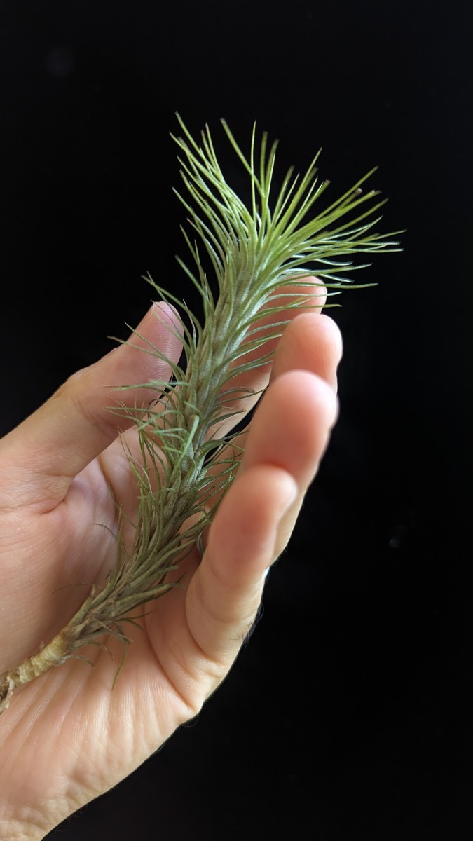 Tillandsia funckiana from Tropiflora エアープランツ ティランジア_画像4