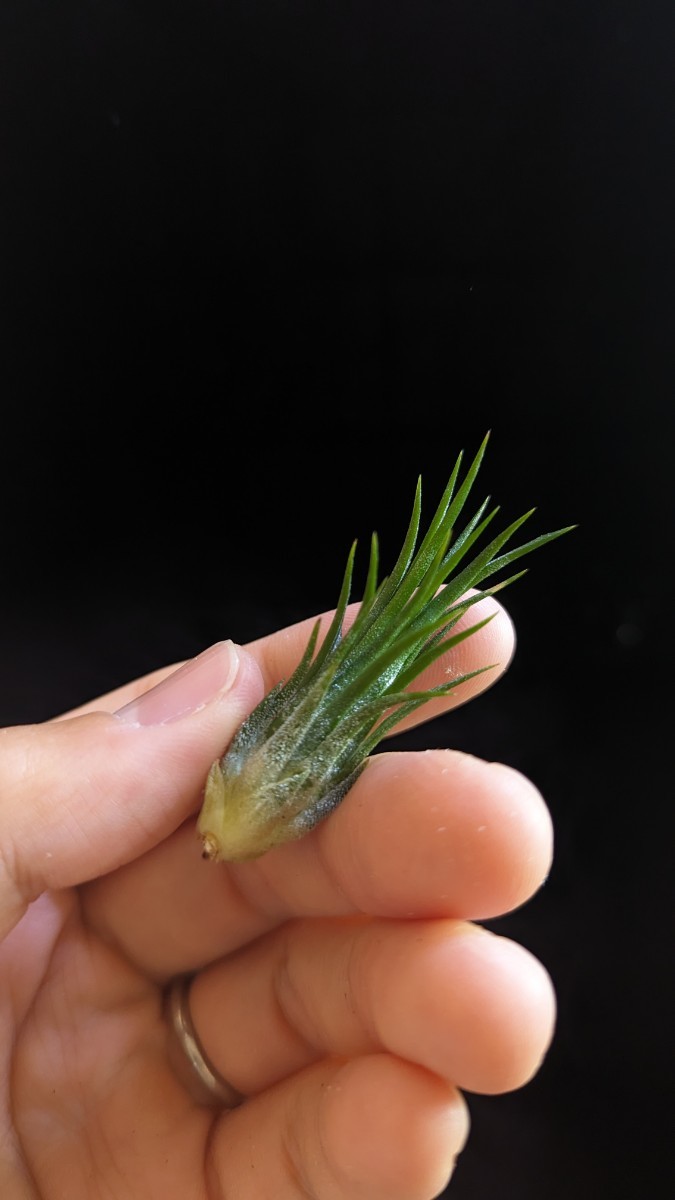  Tillandsia ionantha NoID from Thailand イオナンタ ティランジア エアプランツ _画像7