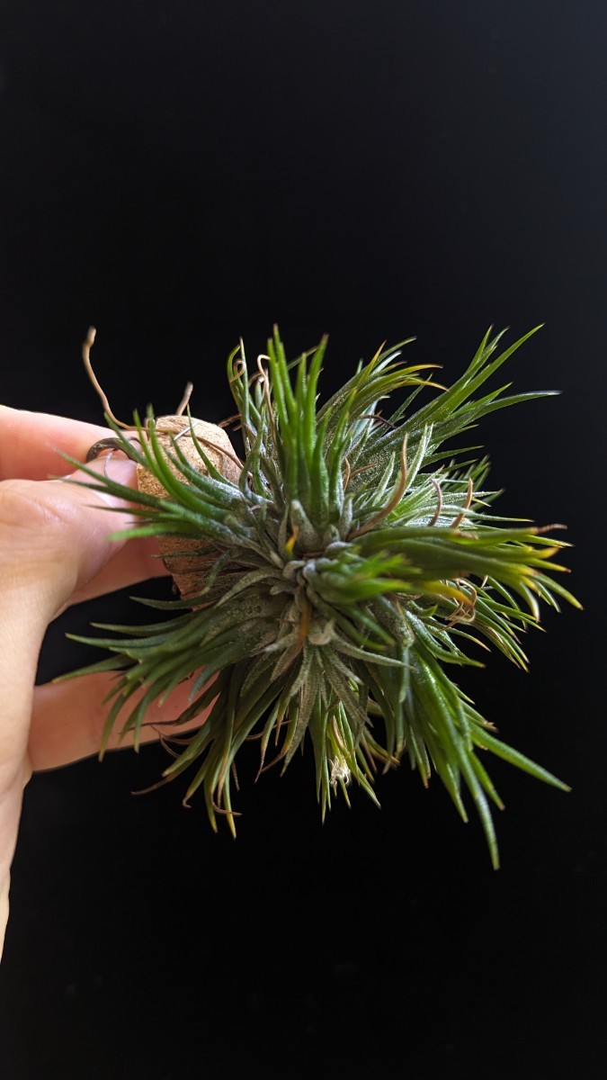  Tillandsia ionantha NoID from Thailand イオナンタ ティランジア エアプランツ _画像2