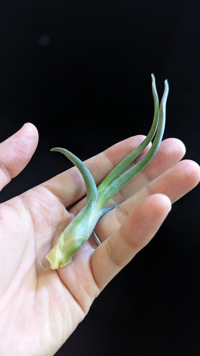 Tillandsia 'Ty' (T. ehlersiana x bulbosa)？ ティランジア エアプランツ _画像4