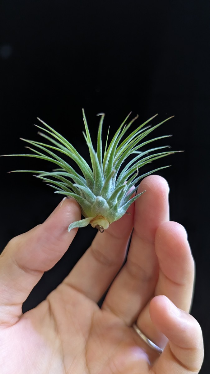 Tillandsia ionantha var. stricta from Thailand イオナンタ エアープランツ ティランジア_画像5