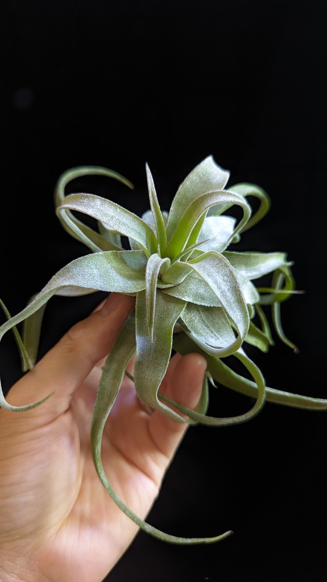  Tillandsia streptophylla from Thailand ティランジア エアプランツ _画像1