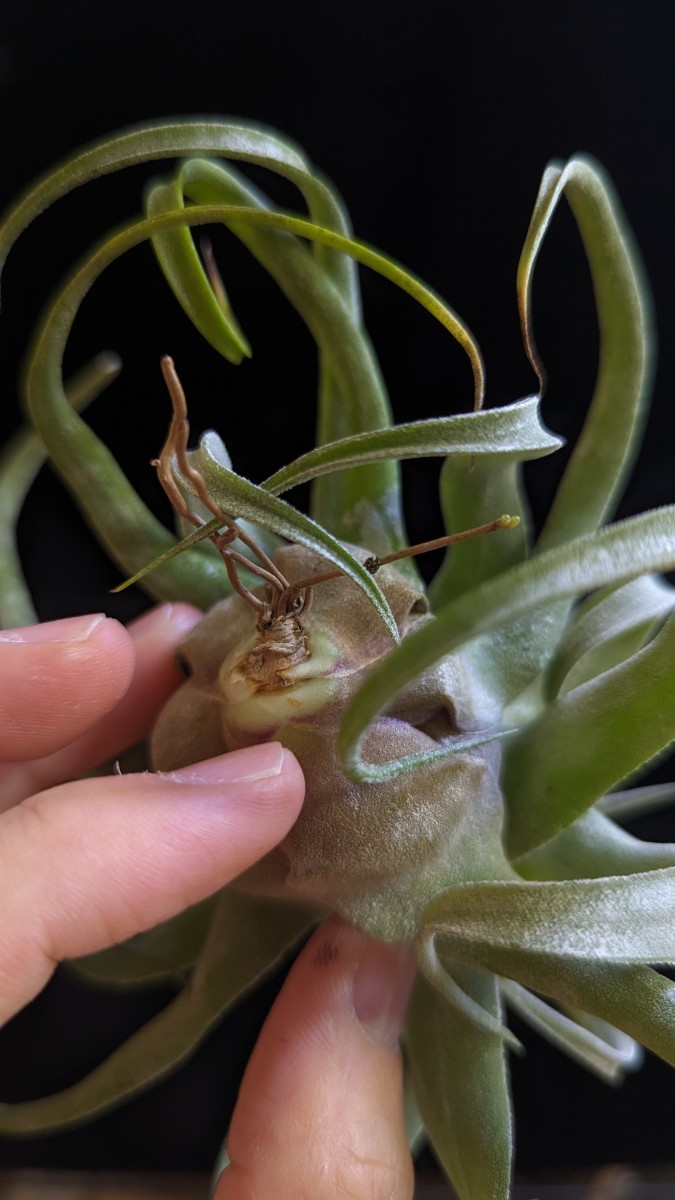  Tillandsia streptophylla from Thailand ティランジア エアプランツ _画像7