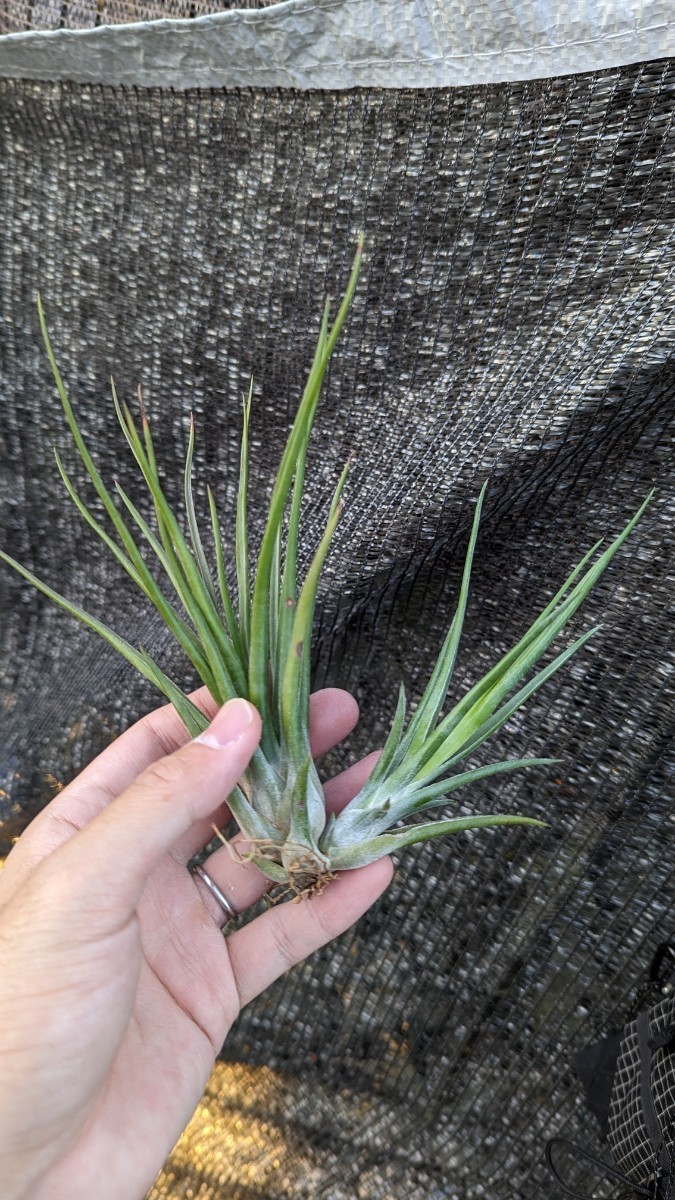 Tillandsia bulbosa belize (large form) x ionantha from Jerry Domingo ティランジア エアプランツ イオナンタ_画像1