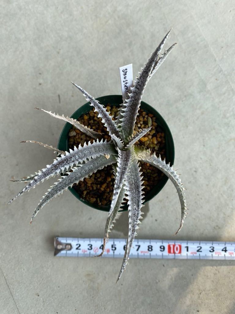 Dyckia Snowstorm x tracking code ACC_画像3