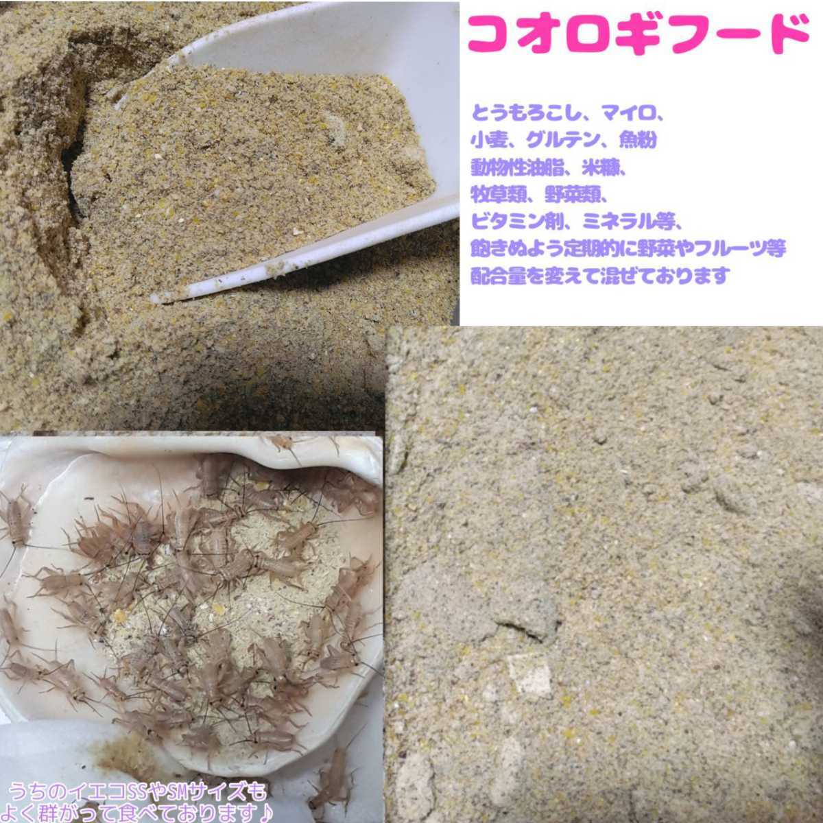 特製高品質コオロギフード【100g】高品質で栄養豊富♪_画像2