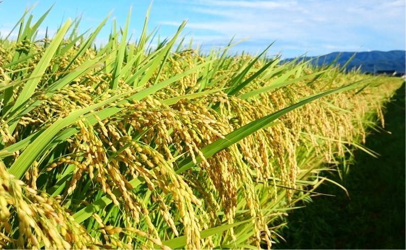 送料込 新米 玄米 令和5年 新潟県 佐渡ヶ島産コシヒカリ くず米25kg(袋