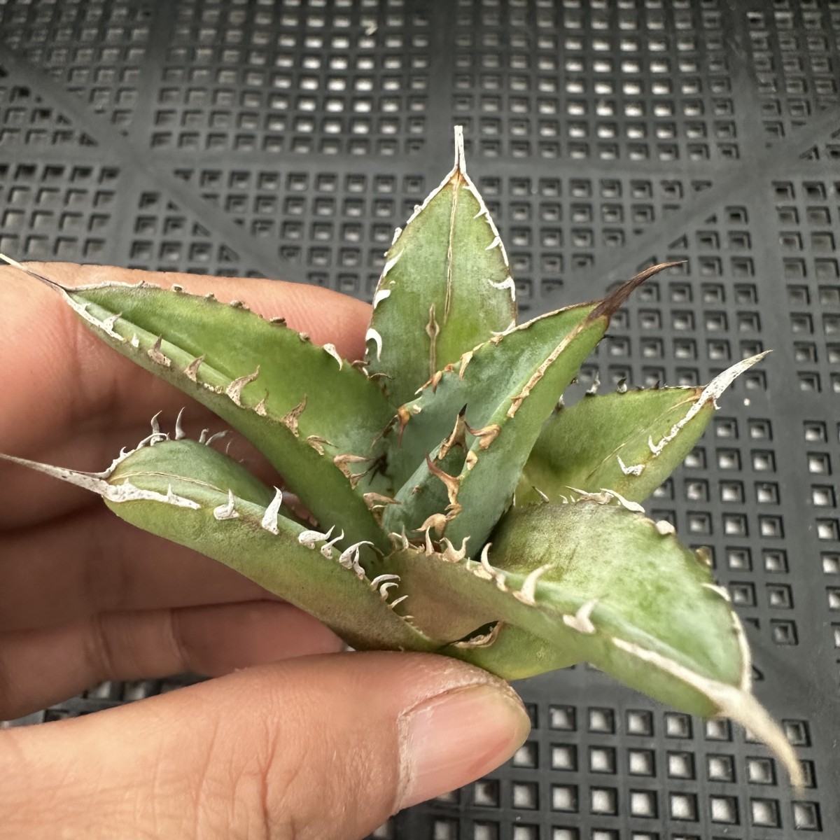 20D AGAVE TITANOTA　FO-076 アガベ　チタノタ　子株_画像6