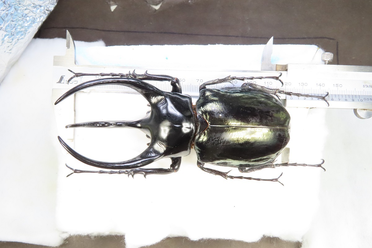 スマトラ産 コーカサスオオカブト 123mm(胸角) - 虫類
