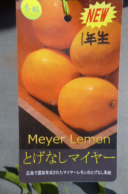 値下げ！即決1364円♪柑橘の果樹苗レモン とげなしマイヤー 1年生_画像1