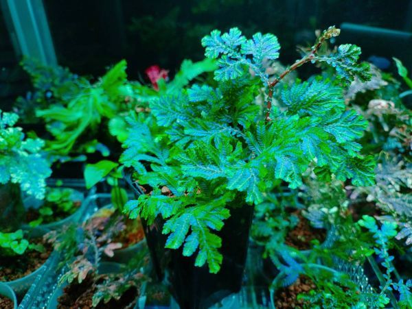 Selaginella willdenowii 検索)セラギネラ セラジネラ パルダリウム コケリウム シダ_画像6