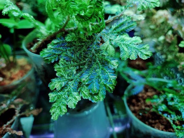 Selaginella willdenowii 検索)セラギネラ セラジネラ パルダリウム コケリウム シダ_参考兄弟株