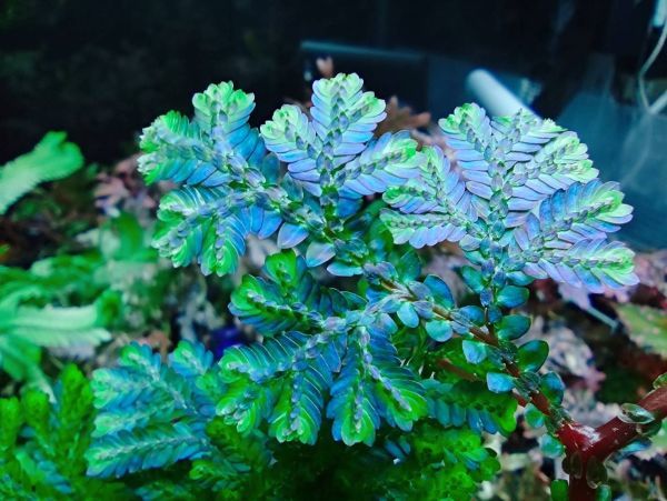 Selaginella willdenowii 検索)セラギネラ セラジネラ パルダリウム コケリウム シダ_出品株です。