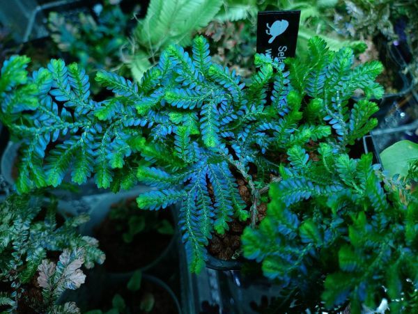 Selaginella willdenowii 検索)セラギネラ セラジネラ パルダリウム コケリウム シダ_画像3