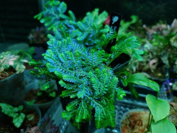 Selaginella willdenowii 検索)セラギネラ セラジネラ パルダリウム コケリウム シダ_画像5