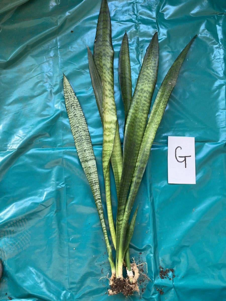  sun sebe rear zelanikaG stick shape 2 stock 7 leaf approximately 80cm height dry . strong air cleaning beginner oriented .....