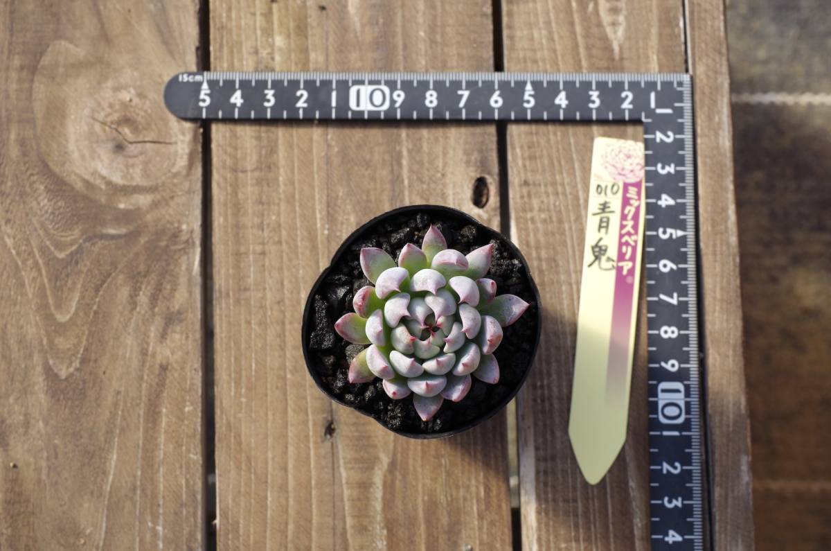 【極上品】エケベリア ミックスベリア 青鬼 Echeveria 'Ao-oni' 多肉植物 おらいさん 自家繁殖苗 ※宅急便のみ_画像6