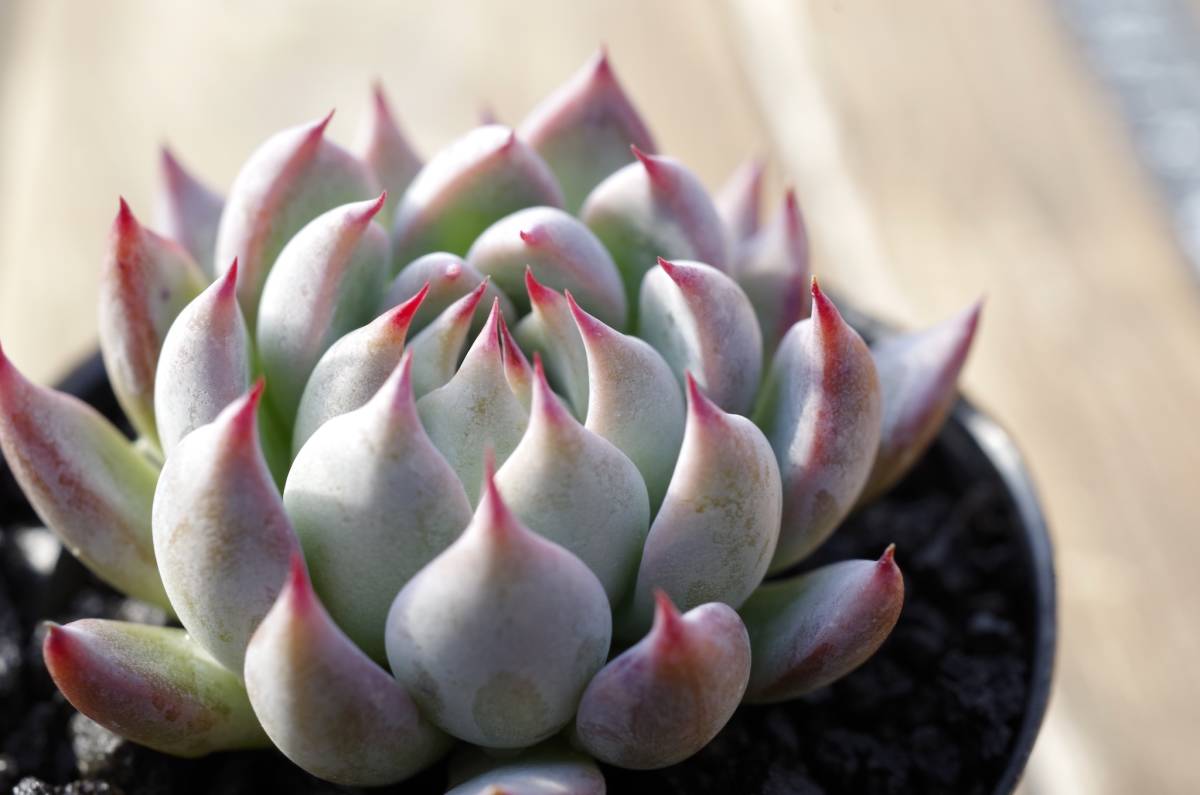 【極上品】エケベリア ミックスベリア 青鬼 Echeveria 'Ao-oni' 多肉植物 おらいさん 自家繁殖苗 ※宅急便のみ_画像5