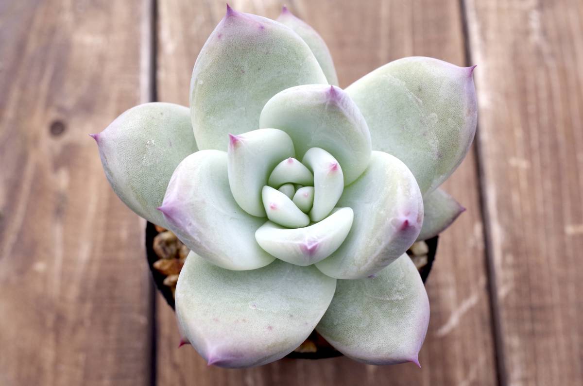 【人気種】エケベリア コロラータ タパルパ Echeveria colorata f. Tapalpa 多肉植物 自家繁殖苗 根張り良好 _画像3