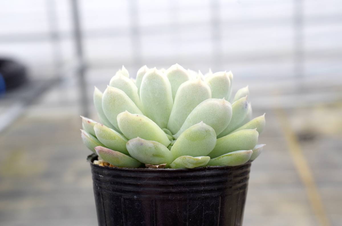 【人気種】エケベリア ラズベリーアイス Echeveria 'Raspberry Ice' 自家繁殖苗 充実株_画像4