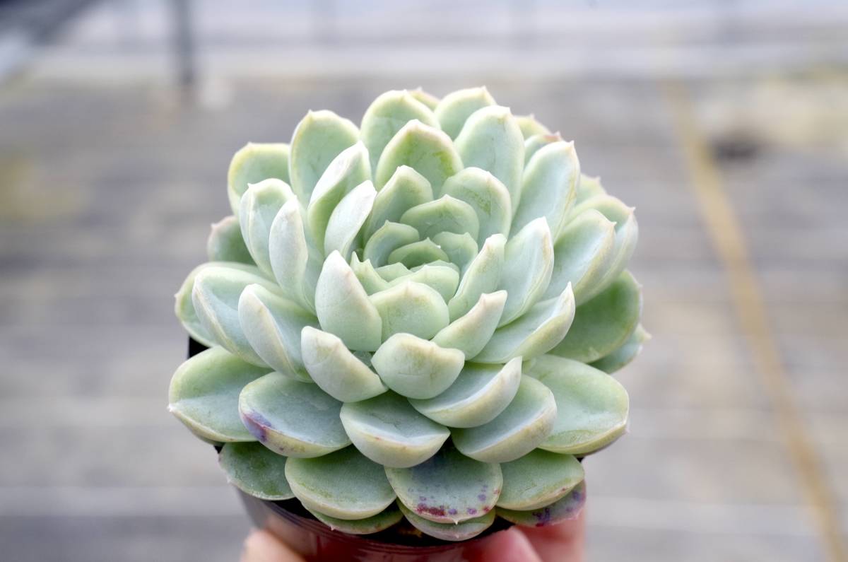 【人気種】エケベリア ラズベリーアイス Echeveria 'Raspberry Ice' 自家繁殖苗 充実株_画像5