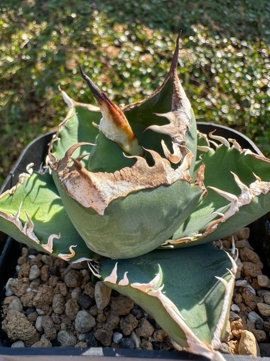 アガベ チタノタ 南アフリカダイヤモンド 子株② agave titanota South