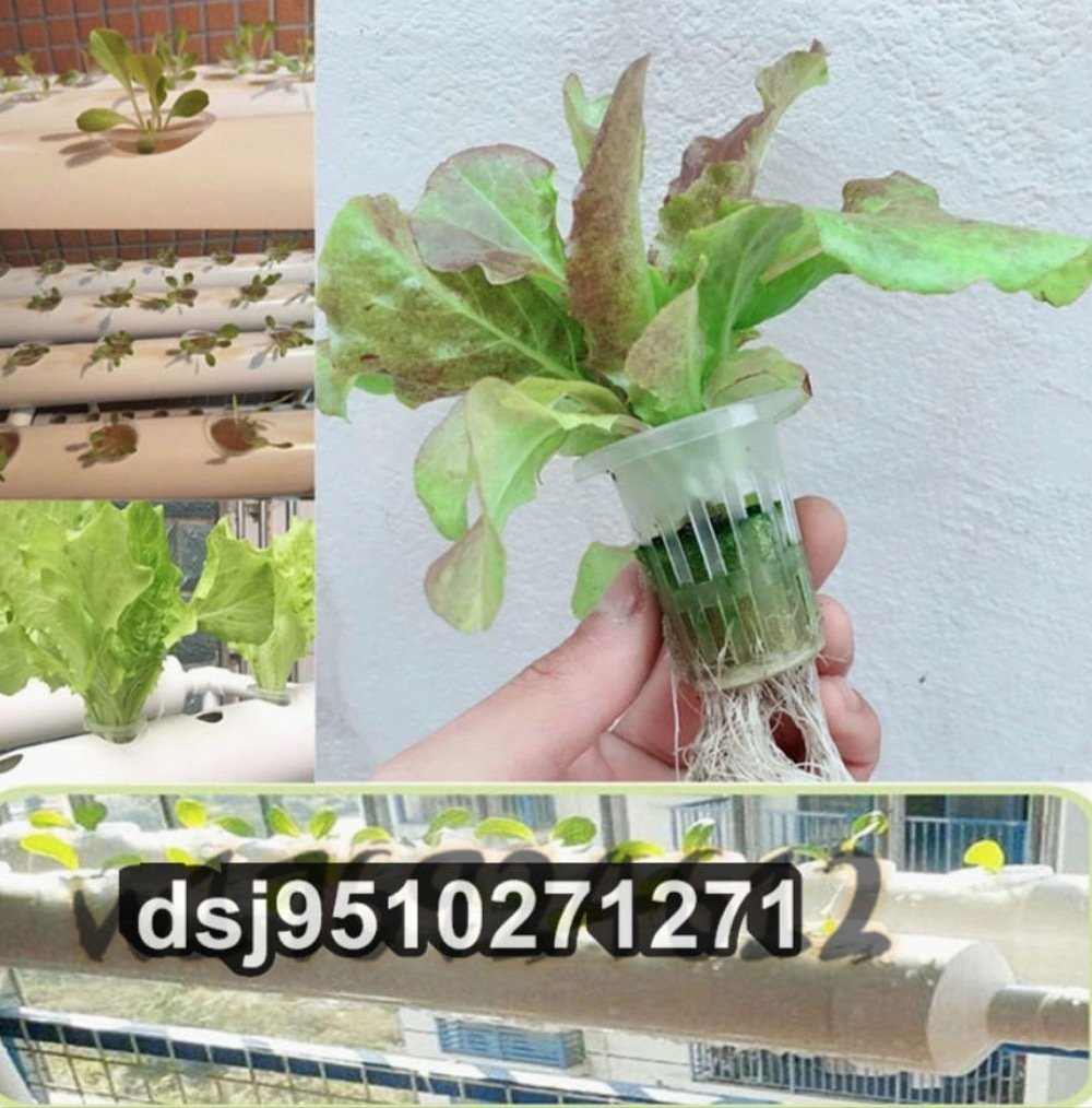 PVC 水耕栽培システム 葉物野菜用 1層 4列 水耕栽培キット 36か所の植物栽培キット 110Vポンプ、ホース、バスケット 植栽スポンジ付き_画像9