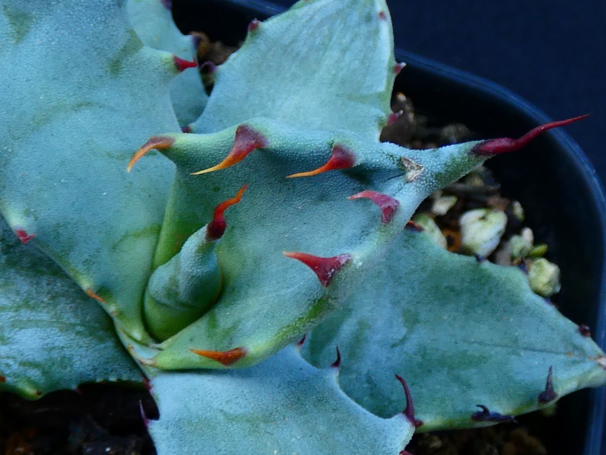 コロラータ白岳殿　Agave colorata“Hakugakuden” 多肉植物 アガベ 抜き苗_画像5